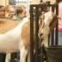 UT AgResearch Hosts Fall Folklore Jamboree